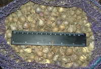 Продам часник на посадку (однозубка і зубок) - <ro>Изображение</ro><ru>Изображение</ru> #2, <ru>Объявление</ru> #765113