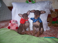 той-терьеры - <ro>Изображение</ro><ru>Изображение</ru> #2, <ru>Объявление</ru> #270709