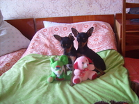 той-терьеры - <ro>Изображение</ro><ru>Изображение</ru> #5, <ru>Объявление</ru> #270709