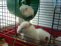 Хомячки  домашние - <ro>Изображение</ro><ru>Изображение</ru> #2, <ru>Объявление</ru> #934376