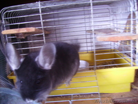 шиншиллы  самки - <ro>Изображение</ro><ru>Изображение</ru> #2, <ru>Объявление</ru> #281064