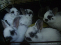 Кролики баранчики и прямоухие - <ro>Изображение</ro><ru>Изображение</ru> #2, <ru>Объявление</ru> #934375