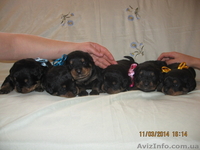 Продаются щенки породы ротвейлер - <ro>Изображение</ro><ru>Изображение</ru> #3, <ru>Объявление</ru> #1055396