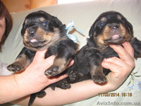 Продаются щенки породы ротвейлер - <ro>Изображение</ro><ru>Изображение</ru> #1, <ru>Объявление</ru> #1055396