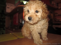 ПУДЕЛЬ КАРЛИКОВЫЙ АБРИКОСОВЫЙ - <ro>Изображение</ro><ru>Изображение</ru> #2, <ru>Объявление</ru> #1182199