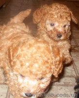 ПУДЕЛЬ КАРЛИКОВЫЙ АБРИКОСОВЫЙ - <ro>Изображение</ro><ru>Изображение</ru> #1, <ru>Объявление</ru> #1182199