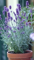 Многолетние цветы ЛАВАНДА и другие... - <ro>Изображение</ro><ru>Изображение</ru> #1, <ru>Объявление</ru> #1206296