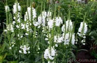 Многолетние цветы ЛАВАНДА и другие... - <ro>Изображение</ro><ru>Изображение</ru> #3, <ru>Объявление</ru> #1206296