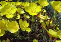 Многолетние цветы ЛАВАНДА и другие... - <ro>Изображение</ro><ru>Изображение</ru> #4, <ru>Объявление</ru> #1206296