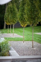 Ландшафтний дизайн. Озеленення. - <ro>Изображение</ro><ru>Изображение</ru> #4, <ru>Объявление</ru> #1375845