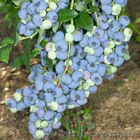 Саженцы - <ro>Изображение</ro><ru>Изображение</ru> #1, <ru>Объявление</ru> #1612369