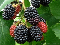 Саженцы - <ro>Изображение</ro><ru>Изображение</ru> #2, <ru>Объявление</ru> #1612369