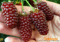 Саженцы - <ro>Изображение</ro><ru>Изображение</ru> #4, <ru>Объявление</ru> #1612369