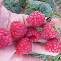 Саженцы - <ro>Изображение</ro><ru>Изображение</ru> #7, <ru>Объявление</ru> #1612369