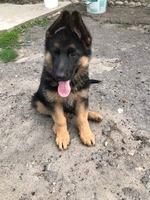 Щенки Немецкой овчарки в г.Луцке - <ro>Изображение</ro><ru>Изображение</ru> #2, <ru>Объявление</ru> #315579