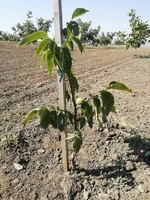 Привитые саженцы грецкого ореха - <ro>Изображение</ro><ru>Изображение</ru> #1, <ru>Объявление</ru> #1660690