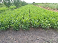 Саженцы грецкого ореха Идеал - <ro>Изображение</ro><ru>Изображение</ru> #1, <ru>Объявление</ru> #1665556