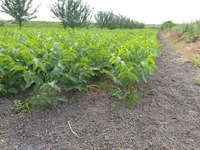 Саженцы грецкого ореха Идеал - <ro>Изображение</ro><ru>Изображение</ru> #2, <ru>Объявление</ru> #1665556