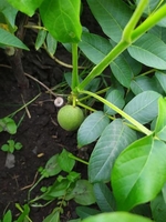 Саженцы грецкого ореха Кочерженко - <ro>Изображение</ro><ru>Изображение</ru> #2, <ru>Объявление</ru> #1665660