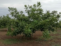 Саженцы грецкого ореха Кочерженко - <ro>Изображение</ro><ru>Изображение</ru> #3, <ru>Объявление</ru> #1665660