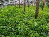 Саженцы грецкого ореха Кочерженко - <ro>Изображение</ro><ru>Изображение</ru> #6, <ru>Объявление</ru> #1665660