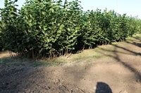 Саженцы (отводки) фундука - <ro>Изображение</ro><ru>Изображение</ru> #1, <ru>Объявление</ru> #1665589