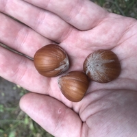 Саженцы (отводки) фундука - <ro>Изображение</ro><ru>Изображение</ru> #2, <ru>Объявление</ru> #1665589