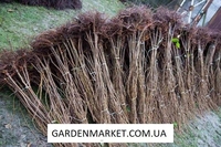 Саженцы сортовых орехов - <ro>Изображение</ro><ru>Изображение</ru> #1, <ru>Объявление</ru> #1666725