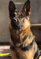 Щенки Немецкой овчарки в г.Луцке - <ro>Изображение</ro><ru>Изображение</ru> #9, <ru>Объявление</ru> #315579