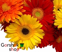 Горщики для хризантем (Польща) оптом та в роздріб - <ro>Изображение</ro><ru>Изображение</ru> #2, <ru>Объявление</ru> #1743461