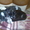 собака французкий бульдог - <ro>Изображение</ro><ru>Изображение</ru> #2, <ru>Объявление</ru> #442052