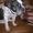 собака французкий бульдог - <ro>Изображение</ro><ru>Изображение</ru> #1, <ru>Объявление</ru> #442052