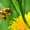 Пчёлы. Пчелиные плодные матки. Пчелопакеты. Карпатка - Изображение #2, Объявление #694273