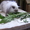 Кролики баранчики и прямоухие - <ro>Изображение</ro><ru>Изображение</ru> #1, <ru>Объявление</ru> #934375