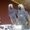 Африканские серые попугаи и попугаи ара для продажи// - <ro>Изображение</ro><ru>Изображение</ru> #2, <ru>Объявление</ru> #950999