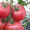 помидоры серии Сибирский сад  Русская Тройка