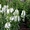 Многолетние цветы ЛАВАНДА и другие... - <ro>Изображение</ro><ru>Изображение</ru> #3, <ru>Объявление</ru> #1206296