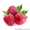 Куплю свіжі ягоди малини,  закупка малини Україна