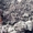 Привитые саженцы грецкого ореха - <ro>Изображение</ro><ru>Изображение</ru> #4, <ru>Объявление</ru> #1660690