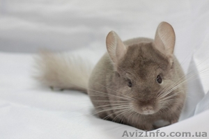 Продам шиншилу г,  Симферополь