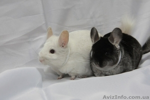Продам шиншилу СІРИЙ СТАНДАРТ Симферополь