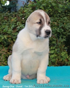 Продам щенков   СРЕДНЕАЗИАТСКОЙ  ОВЧАРКИ ( АЛАБАЯ)