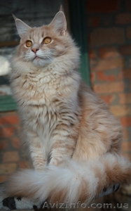 Предлагаем котят породы  мейн кун.