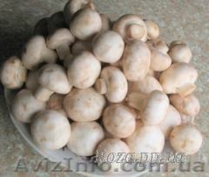 Продам недорого мицелий шампиньона,  вешенки ,  опенок