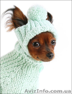 индивидуальный пошив одежды для собак - <ro>Изображение</ro><ru>Изображение</ru> #1, <ru>Объявление</ru> #471686