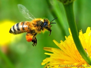 Пчёлы. Пчелиные плодные матки. Пчелопакеты. Карпатка - Изображение #2, Объявление #694273