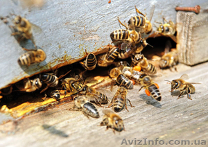 Пчёлы. Пчелиные плодные матки. Пчелопакеты. Карпатка - Изображение #3, Объявление #694273
