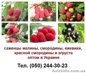 Продам оптом саженцы малины, смородины - <ro>Изображение</ro><ru>Изображение</ru> #1, <ru>Объявление</ru> #936465