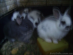 Кролики баранчики и прямоухие - <ro>Изображение</ro><ru>Изображение</ru> #3, <ru>Объявление</ru> #934375