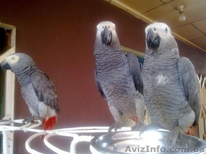 Африканские серые попугаи и попугаи ара для продажи// - <ro>Изображение</ro><ru>Изображение</ru> #2, <ru>Объявление</ru> #950999